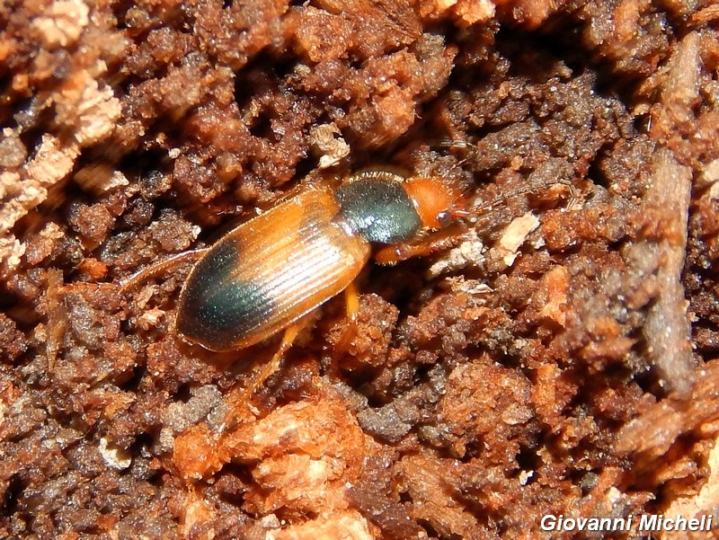 Diachromus germanus, Carabidae